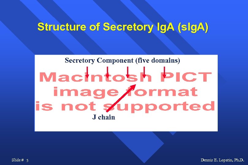 Structure of Secretory Ig. A (s. Ig. A) Secretory Component (five domains) J chain