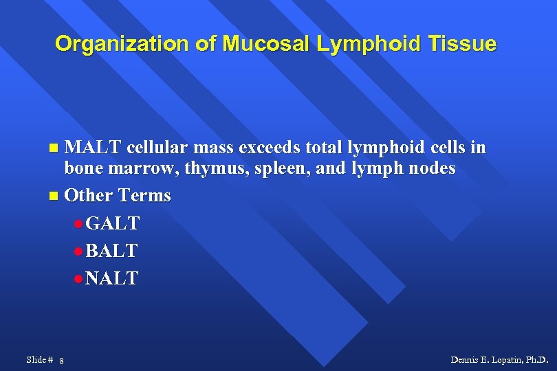 Organization of Mucosal Lymphoid Tissue MALT cellular mass exceeds total lymphoid cells in bone