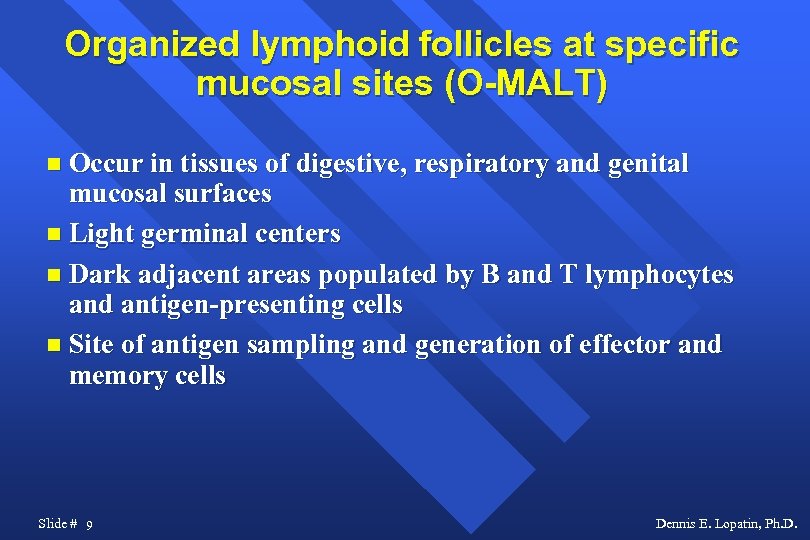 Organized lymphoid follicles at specific mucosal sites (O-MALT) Occur in tissues of digestive, respiratory