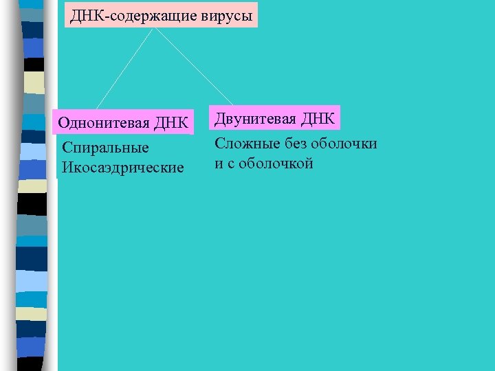 ДНК-содержащие вирусы Однонитевая ДНК Спиральные Икосаэдрические Двунитевая ДНК Сложные без оболочки и с оболочкой