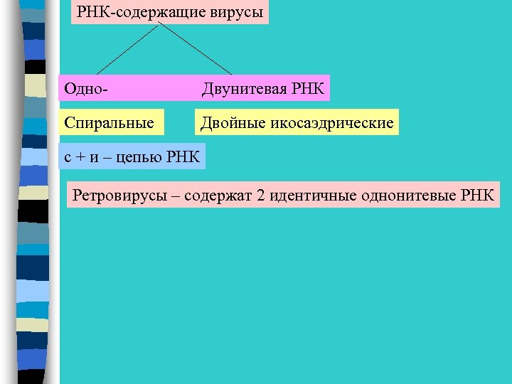 РНК-содержащие вирусы Одно- Двунитевая РНК Спиральные Двойные икосаэдрические с + и – цепью РНК