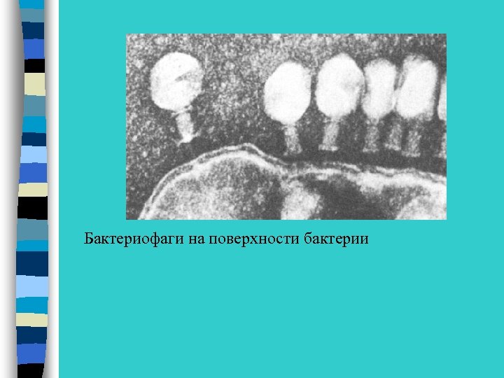 Бактериофаги на поверхности бактерии 