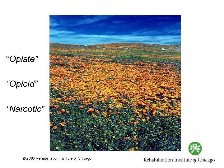 “Opiate” “Opioid” “Narcotic” © 2005 Rehabilitation Institute of Chicago 