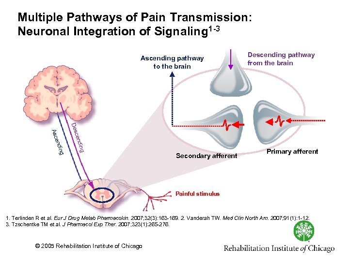 Multiple Pathways of Pain Transmission: Neuronal Integration of Signaling 1 -3 Ascending pathway to