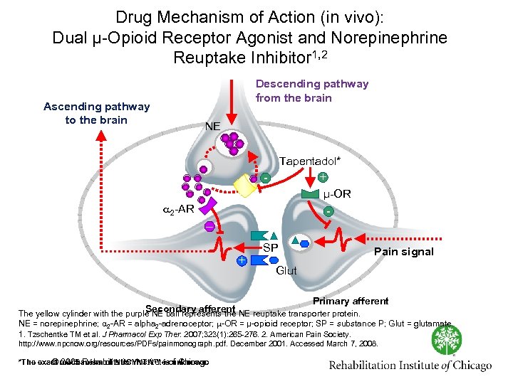 Drug Mechanism of Action (in vivo): Dual μ Opioid Receptor Agonist and Norepinephrine Reuptake