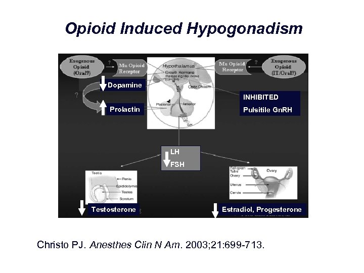 Opioid Induced Hypogonadism Dopamine INHIBITED Prolactin Pulsitile Gn. RH LH FSH Testosterone Estradiol, Progesterone