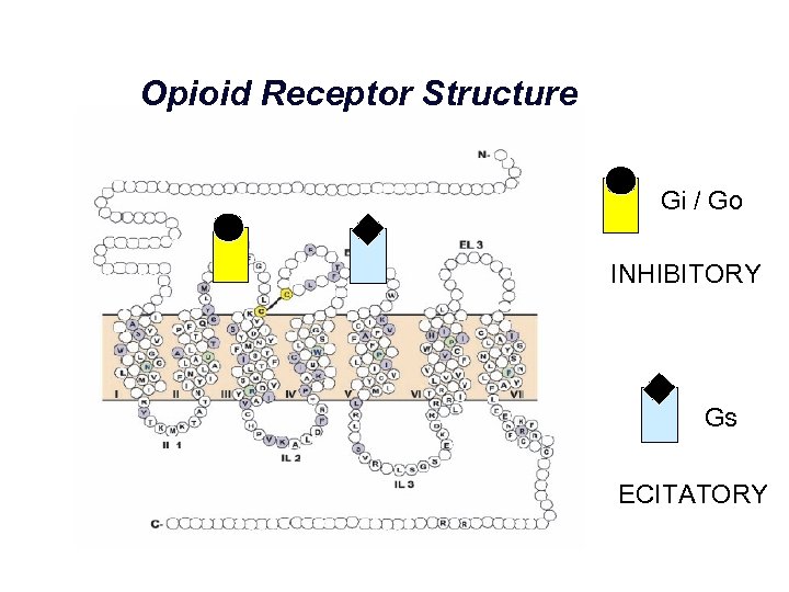 Opioid Receptor Structure Gi / Go INHIBITORY Gs ECITATORY Waldhoer M, et al. Annu