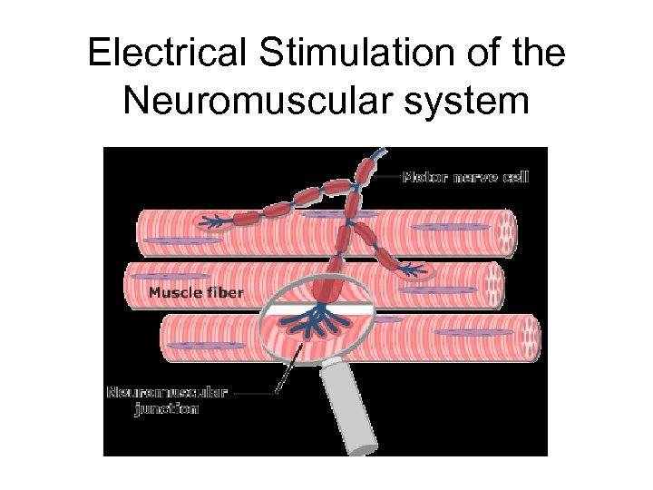 Electrical Stimulation of the Neuromuscular system 