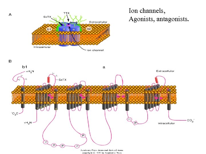 Ion channels, Agonists, antagonists. 