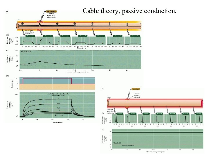 Cable theory, passive conduction. 