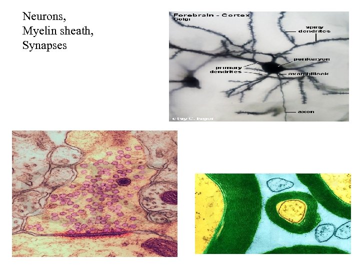 Neurons, Myelin sheath, Synapses 