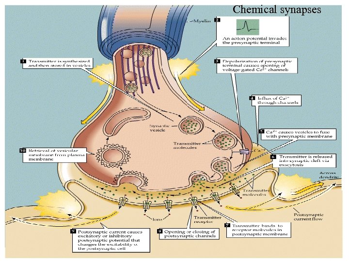 Chemical synapses 