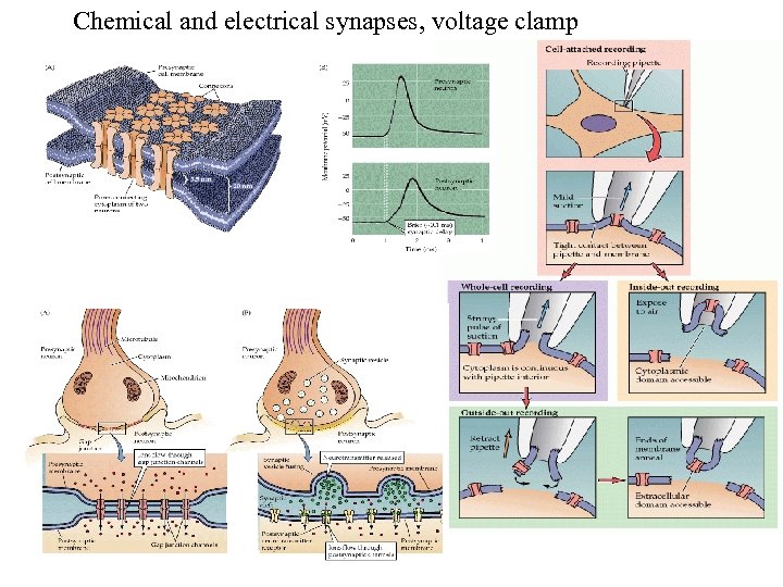 Chemical and electrical synapses, voltage clamp 