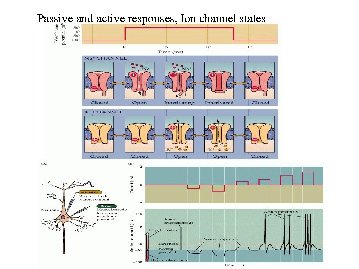 Passive and active responses, Ion channel states 