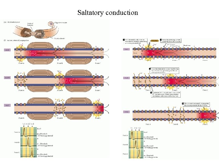 Saltatory conduction 