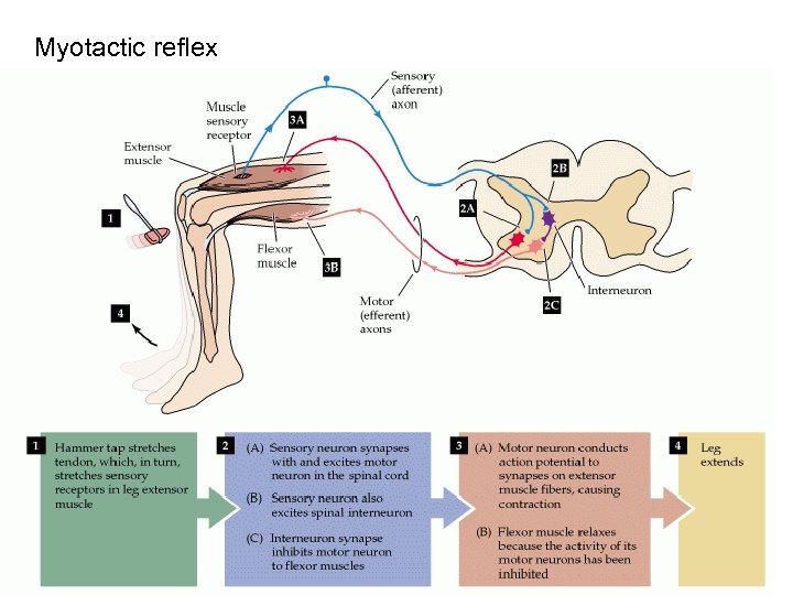 Myotactic reflex 