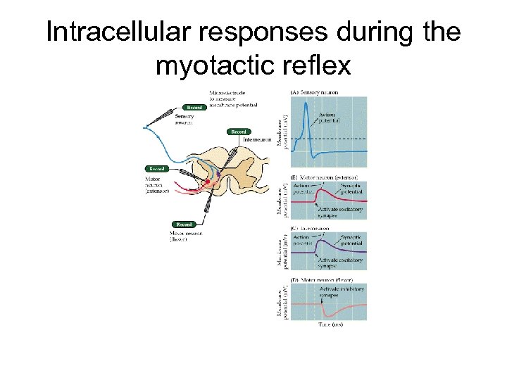 Intracellular responses during the myotactic reflex 