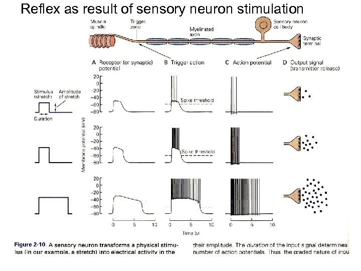 Reflex as result of sensory neuron stimulation 