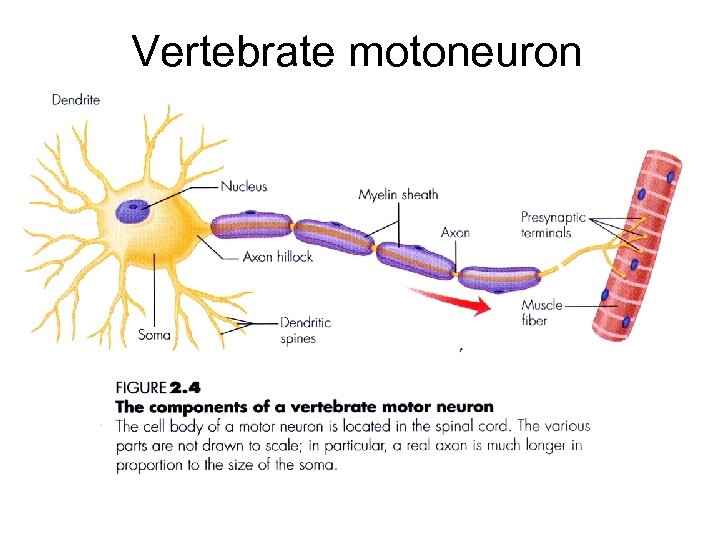 Vertebrate motoneuron 