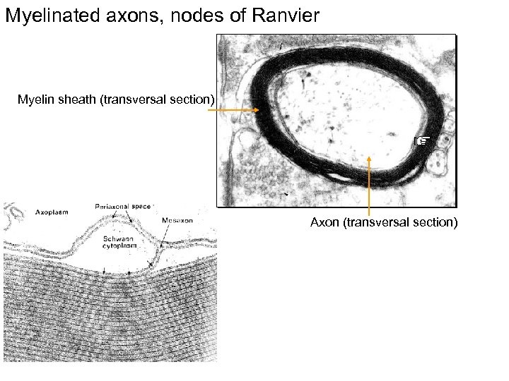 Myelinated axons, nodes of Ranvier Myelin sheath (transversal section) Axon (transversal section) 