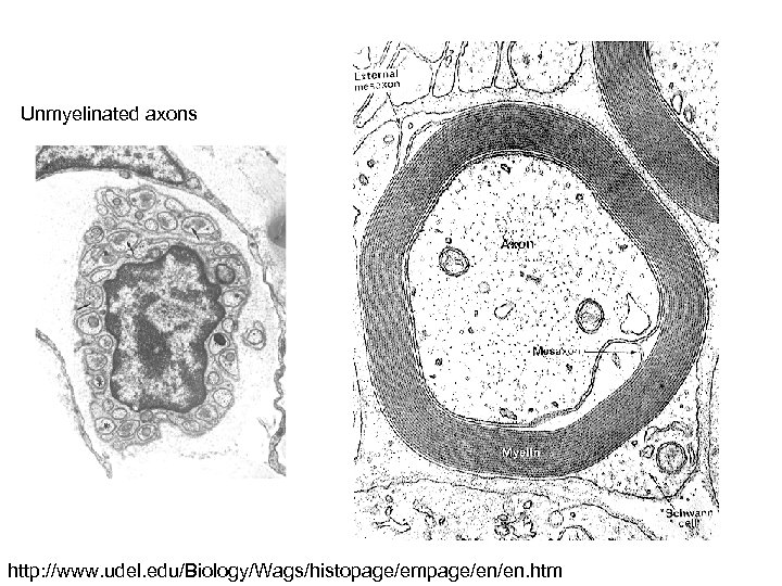 Unmyelinated axons http: //www. udel. edu/Biology/Wags/histopage/empage/en/en. htm 