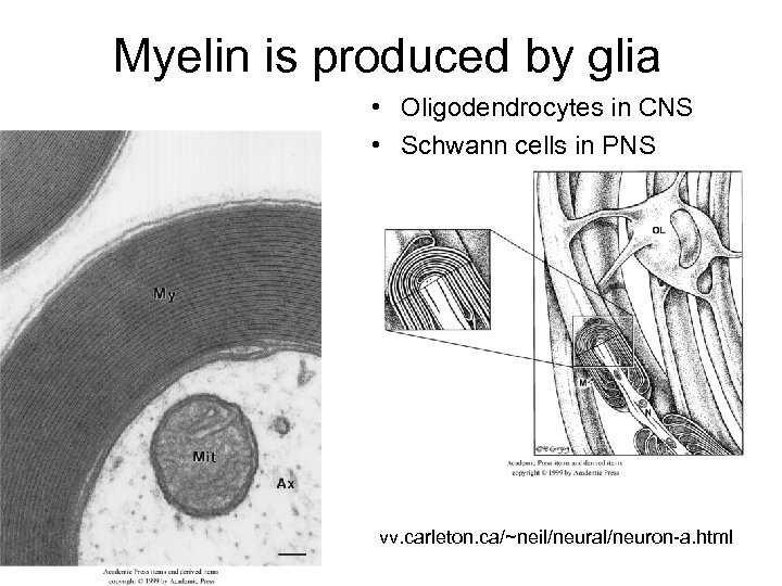 Myelin is produced by glia • Oligodendrocytes in CNS • Schwann cells in PNS