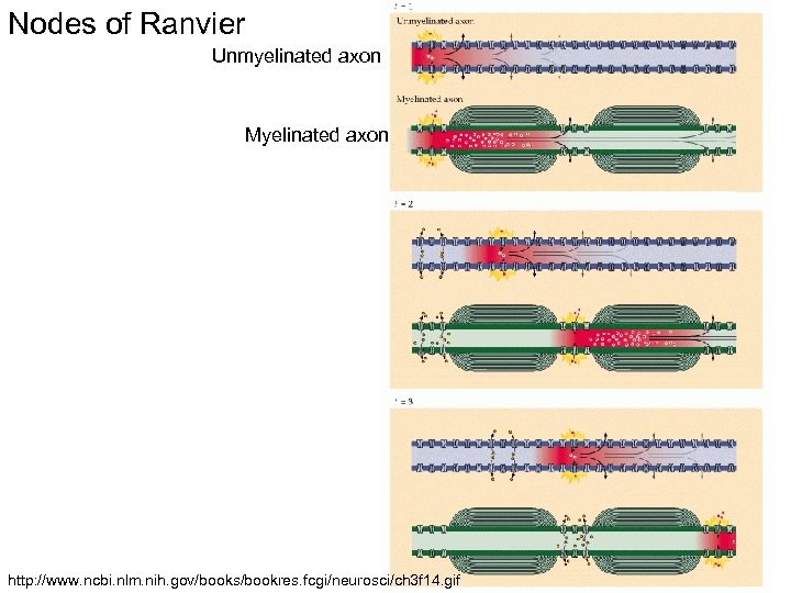 Nodes of Ranvier Unmyelinated axon Myelinated axon http: //www. ncbi. nlm. nih. gov/books/bookres. fcgi/neurosci/ch