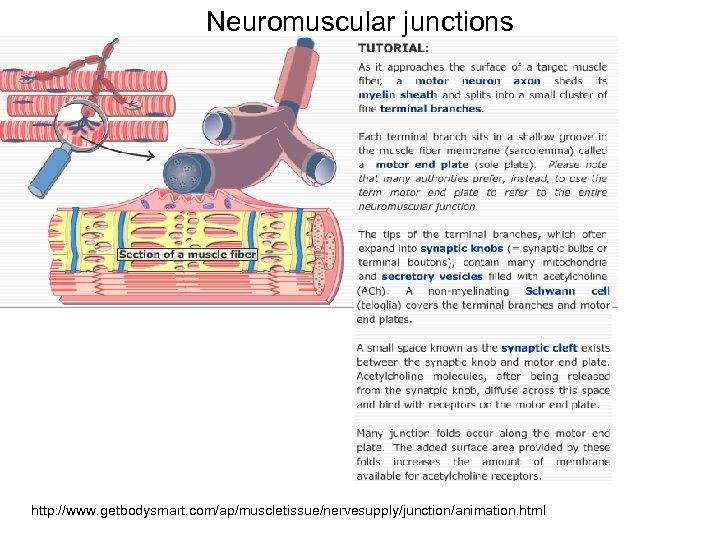 Neuromuscular junctions http: //www. getbodysmart. com/ap/muscletissue/nervesupply/junction/animation. html 