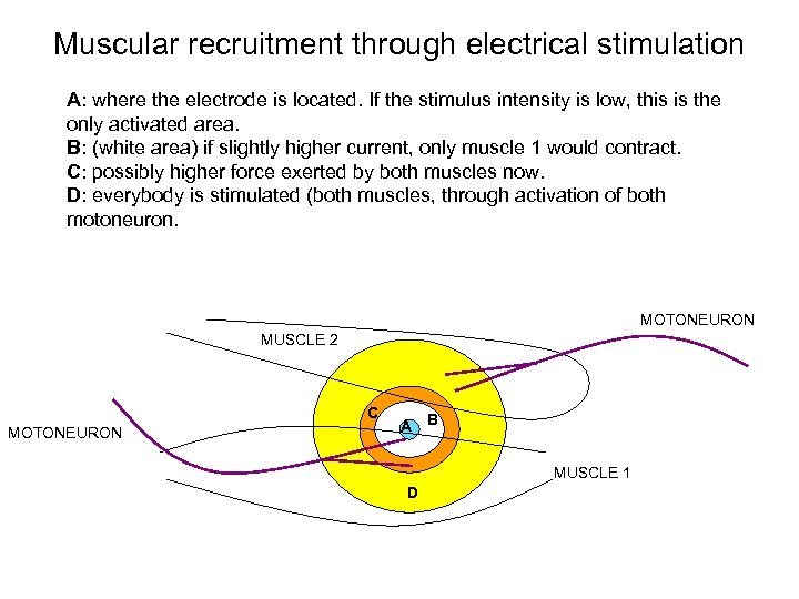 Muscular recruitment through electrical stimulation A: where the electrode is located. If the stimulus