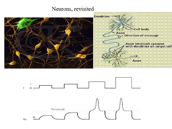 Neurons, revisited 