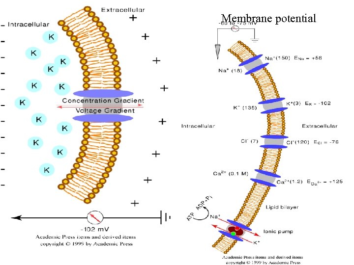 Membrane potential 