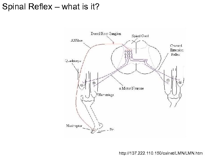 Spinal Reflex – what is it? http: //137. 222. 110. 150/calnet/LMN. htm 