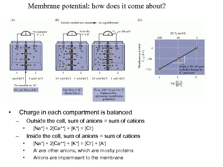 Membrane potential: how does it come about? • Charge in each compartment is balanced