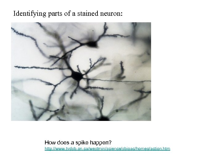 Identifying parts of a stained neuron: How does a spike happen? http: //www. tvdsb.