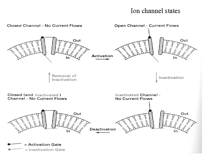 Ion channel states 