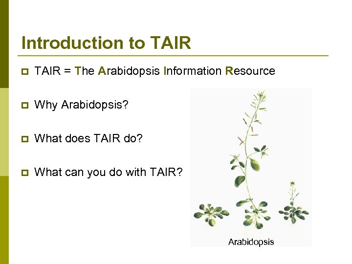 Introduction to TAIR p TAIR = The Arabidopsis Information Resource p Why Arabidopsis? p