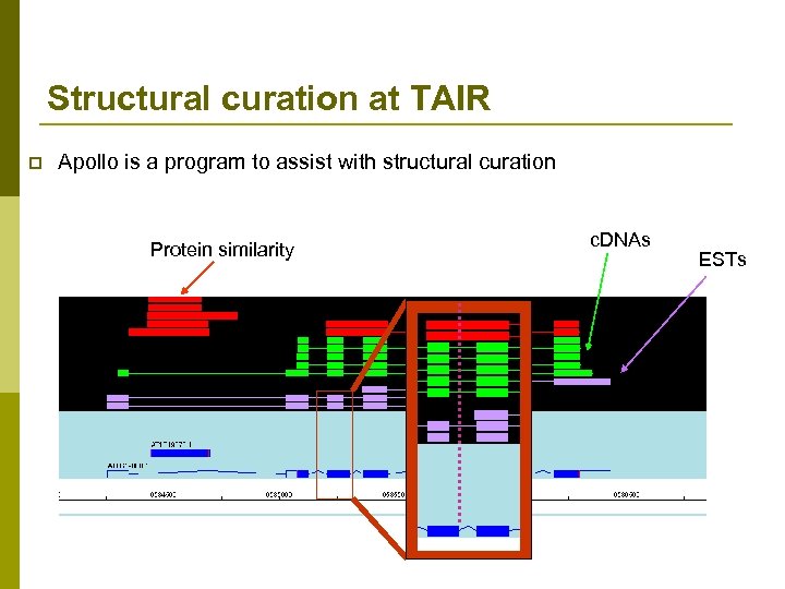 Structural curation at TAIR p Apollo is a program to assist with structural curation