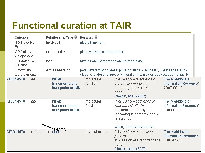 Functional curation at TAIR p Functional curators use controlled vocabularies to annotate genes n