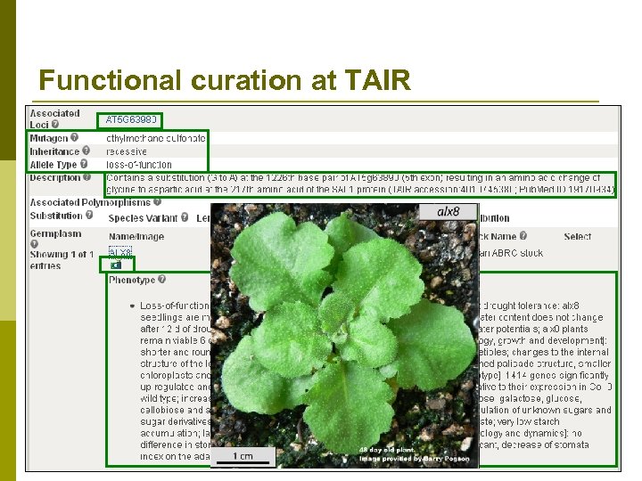 Functional curation at TAIR p Functional curators capture mutant phenotypes n alx 8 mutant