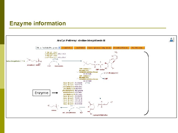 Enzyme information Enzyme 