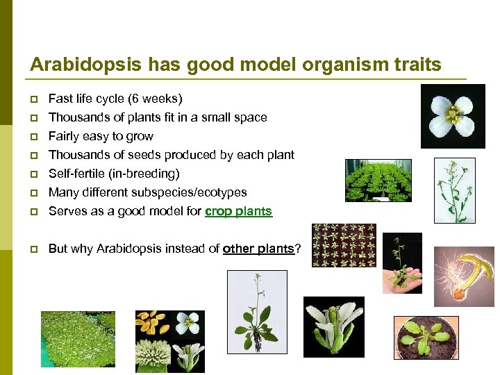 Arabidopsis has good model organism traits p Fast life cycle (6 weeks) Thousands of
