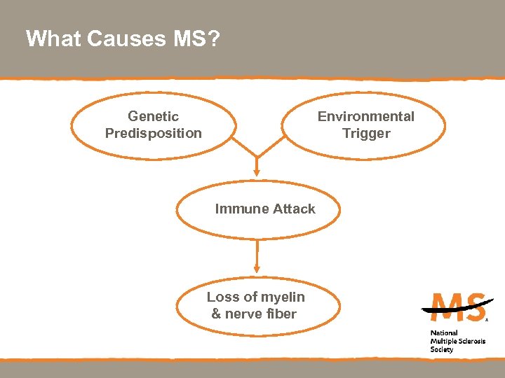 What Causes MS? Genetic Predisposition Environmental Trigger Immune Attack Loss of myelin & nerve