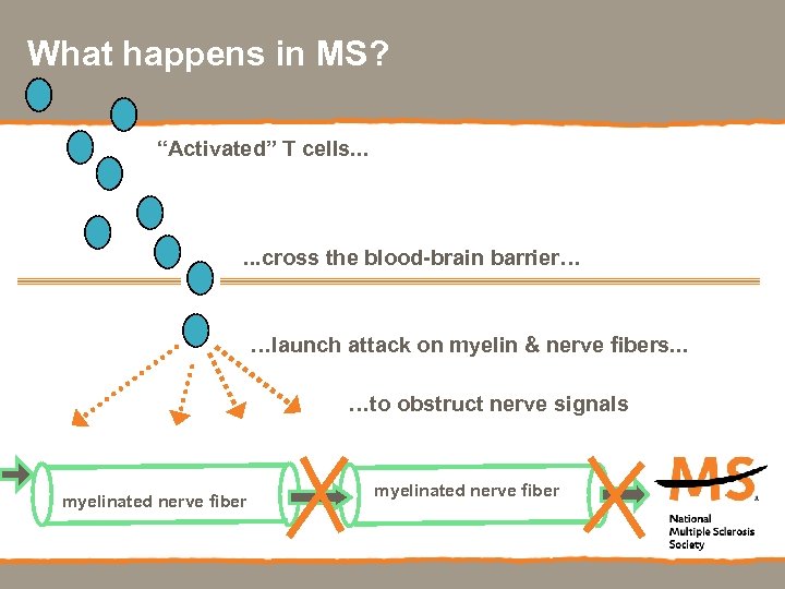 What happens in MS? “Activated” T cells. . . cross the blood-brain barrier… …launch