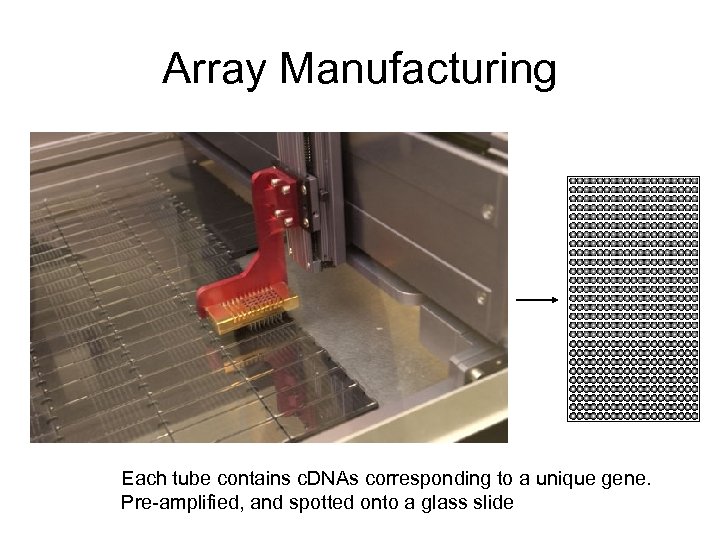 Array Manufacturing Each tube contains c. DNAs corresponding to a unique gene. Pre-amplified, and