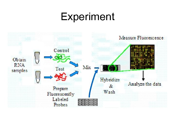 Experiment cy 3 cy 5 