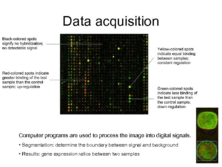 Data acquisition Computer programs are used to process the image into digital signals. •