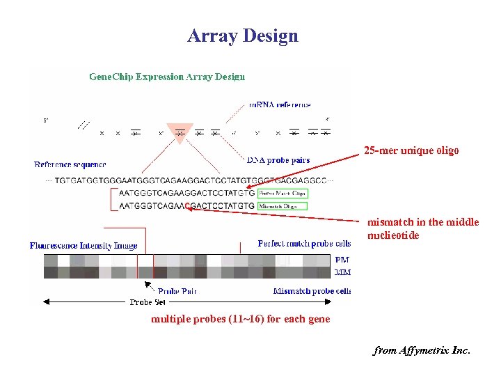 Array Design 25 -mer unique oligo mismatch in the middle nuclieotide multiple probes (11~16)