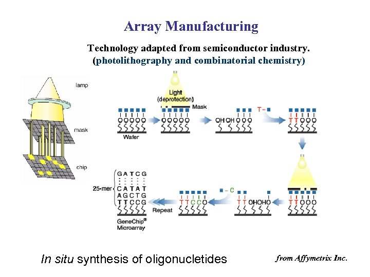 Array Manufacturing Technology adapted from semiconductor industry. (photolithography and combinatorial chemistry) In situ synthesis