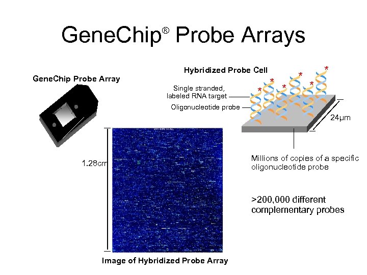 Gene. Chip Probe Arrays ® Gene. Chip Probe Array Hybridized Probe Cell Single stranded,