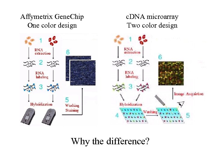 Affymetrix Gene. Chip One color design c. DNA microarray Two color design Why the